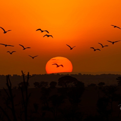 Best Wildlife photography Serengeti Sunrise