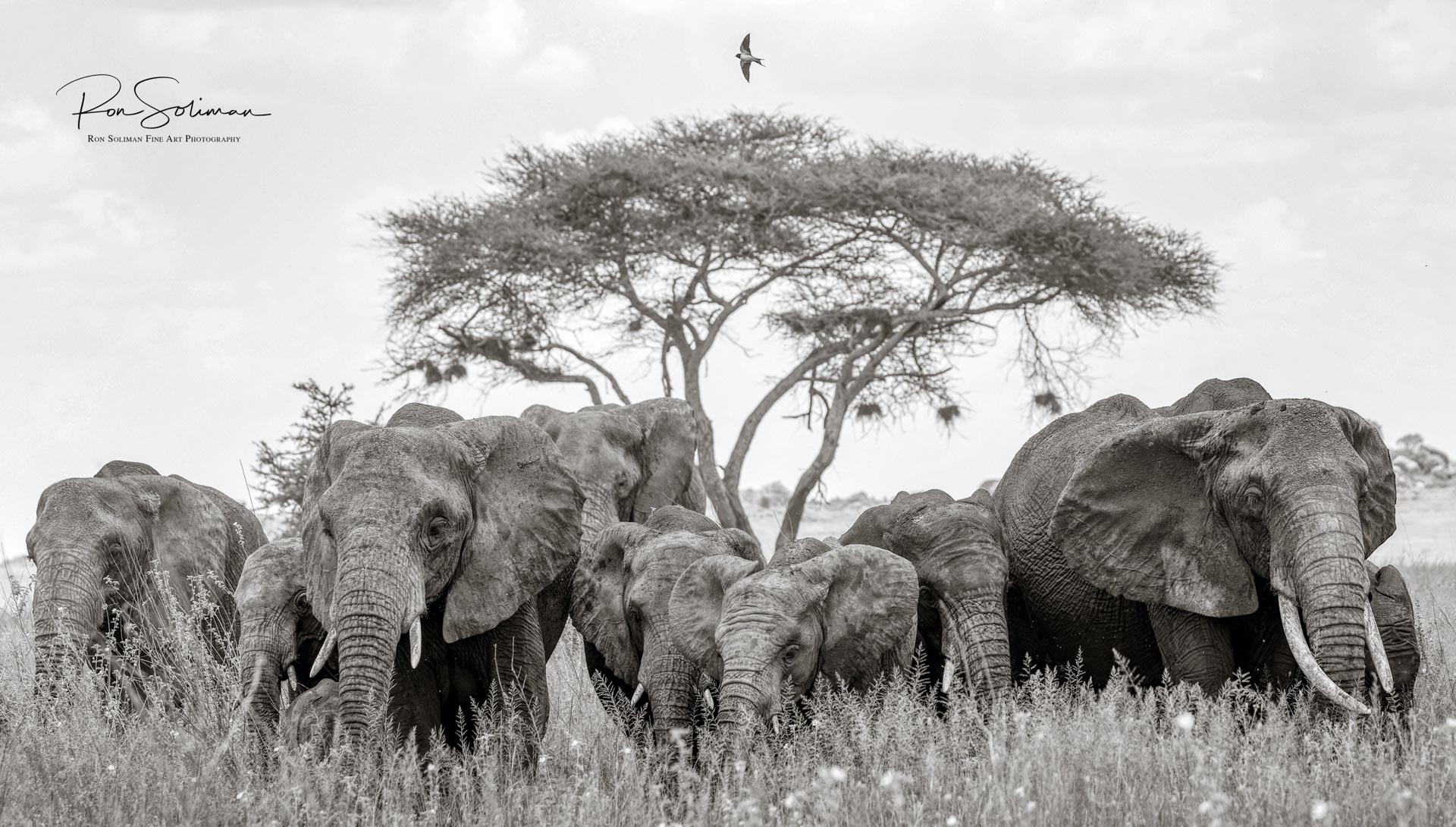 Best Wildlife photography cheetah elephant