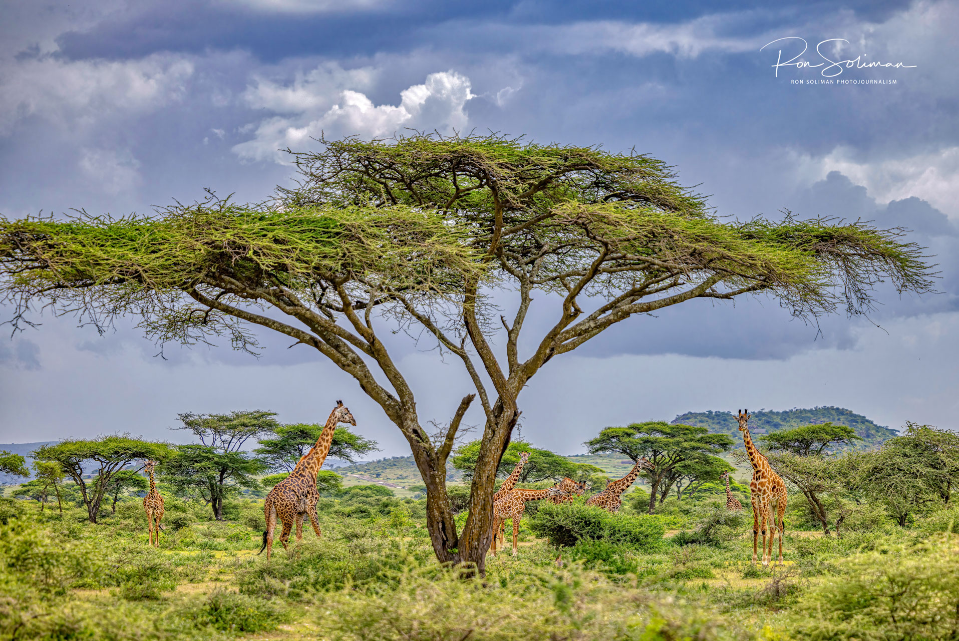 TANZANIA AFRICA GIRAFFES - Best Earth Day photos
