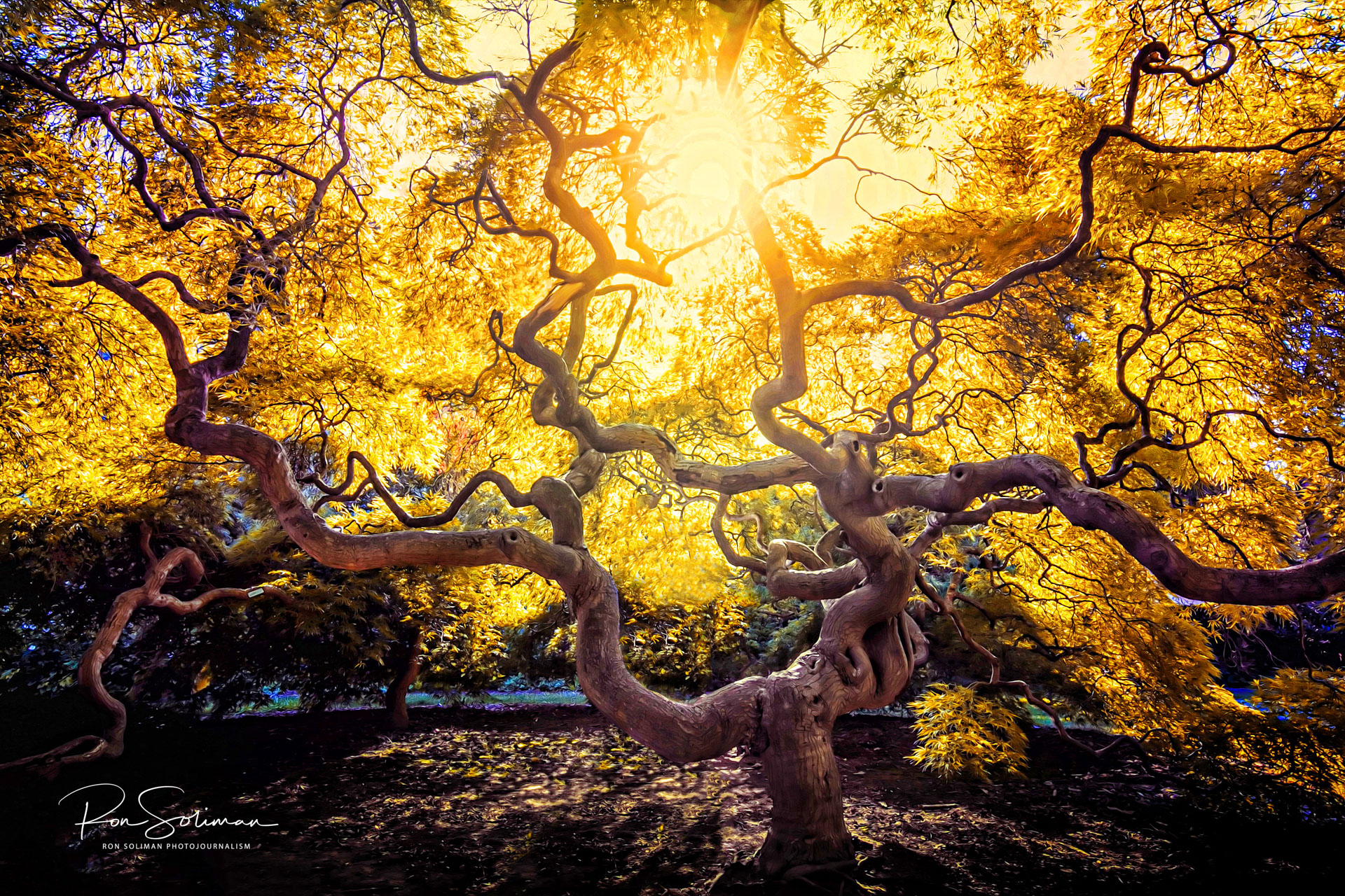 Tree of Life - Best Earth Day photos