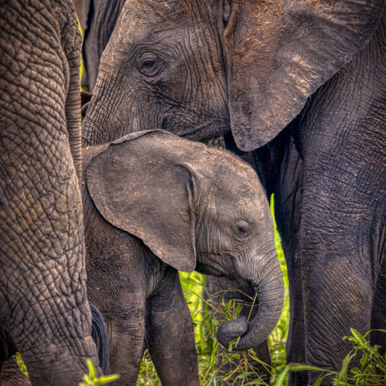 Tanzania Elephant - Best Earth Day photos