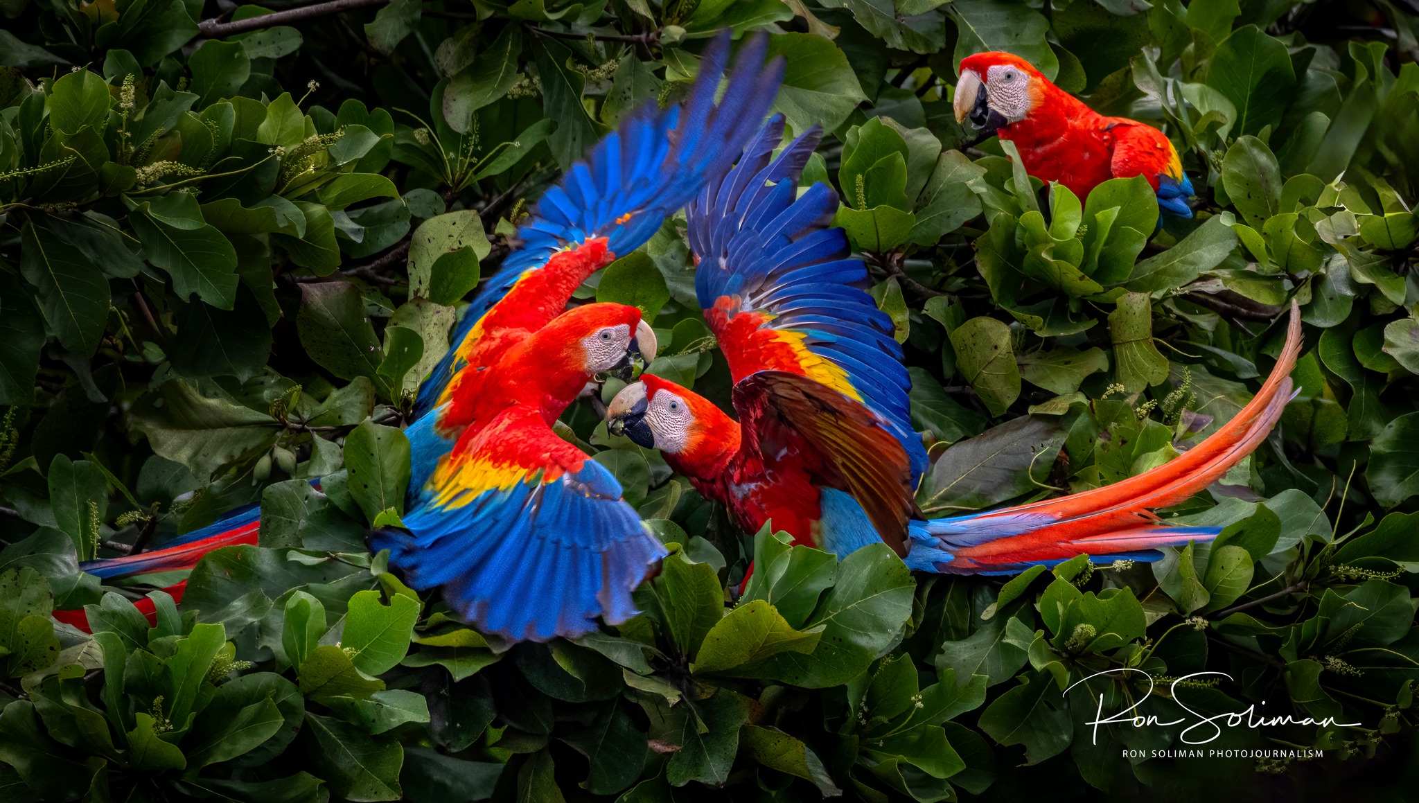 Costa Rica wildlife photos - Best Earth Day photos