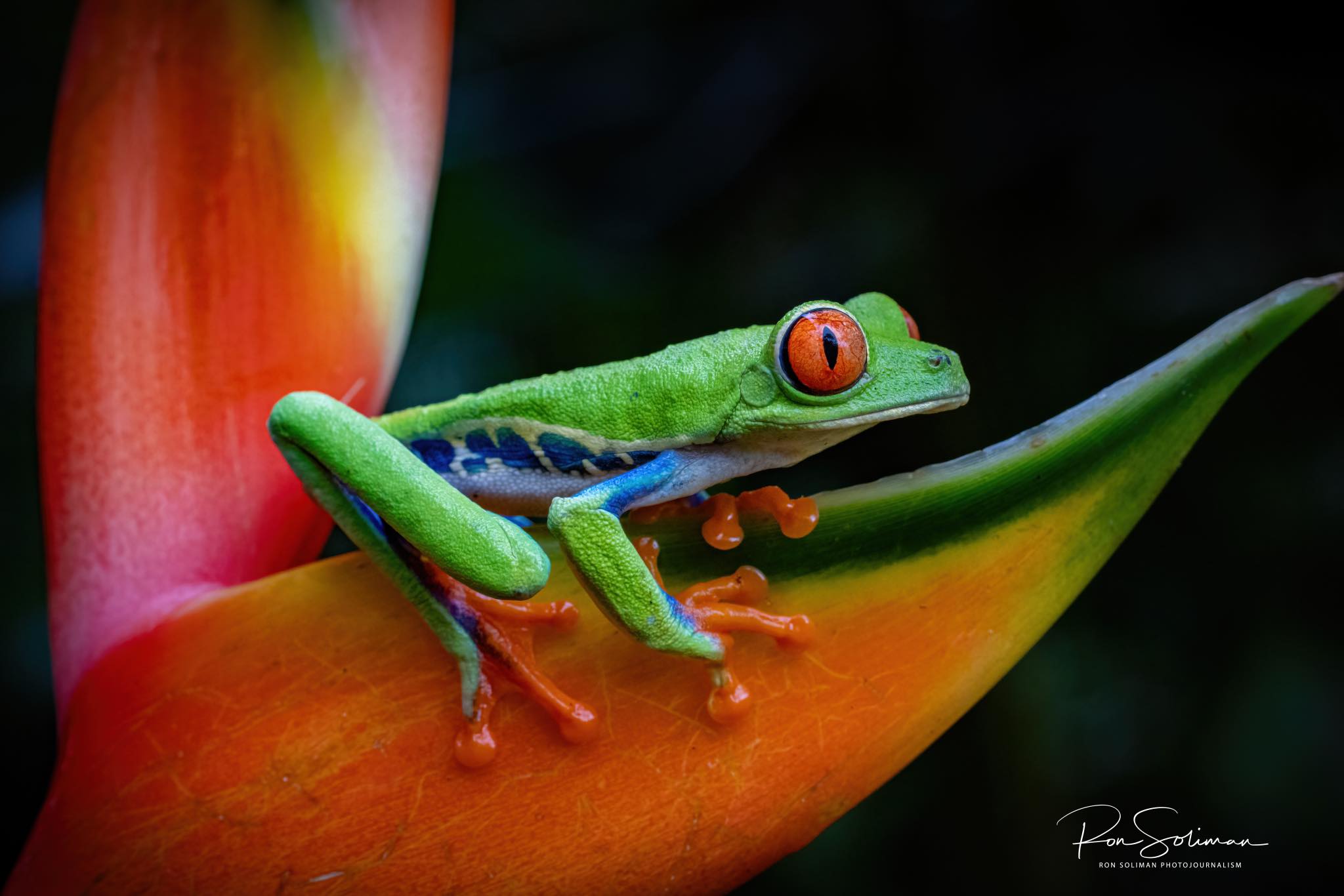 Costa Rica Wildlife - Best Earth Day photos
