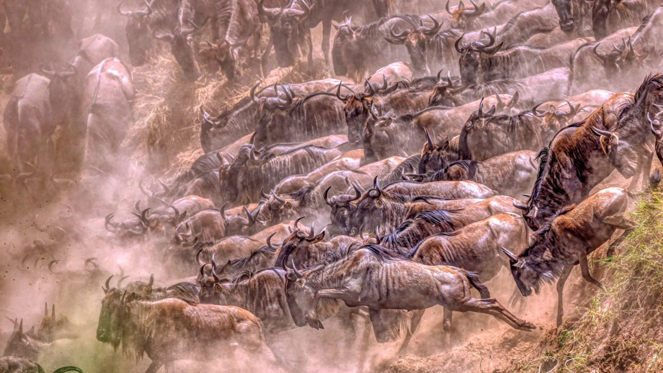 Great Migration Africa - Best Earth Day photos