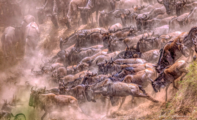 Great Migration Africa - Best Earth Day photos