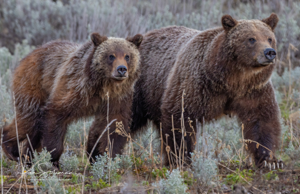 Grand Teton & Yellowstone in Photographs