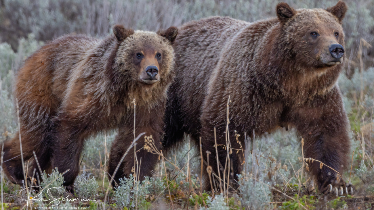 Grand Teton & Yellowstone in Photographs