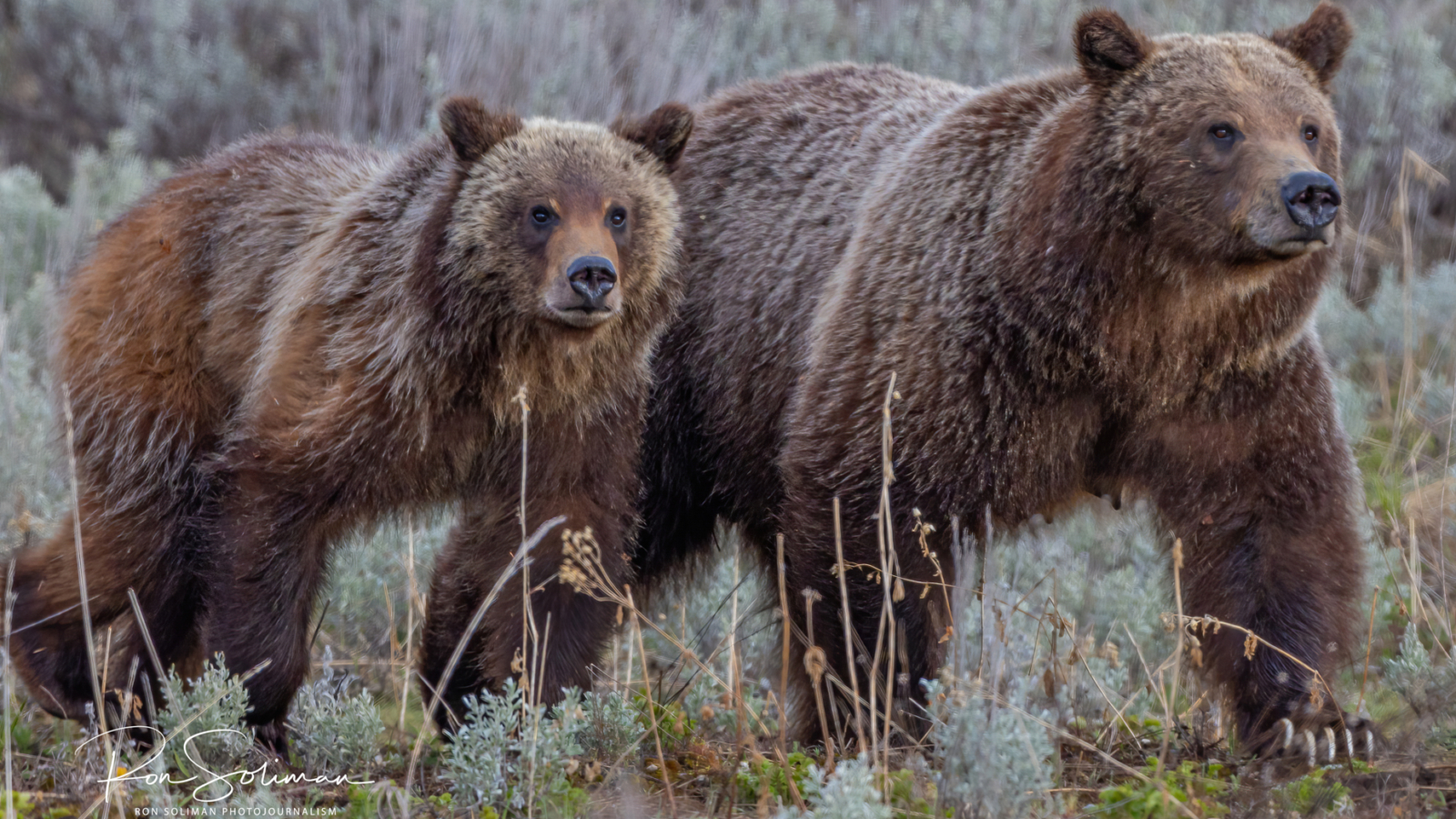 Grand Teton & Yellowstone in Photographs