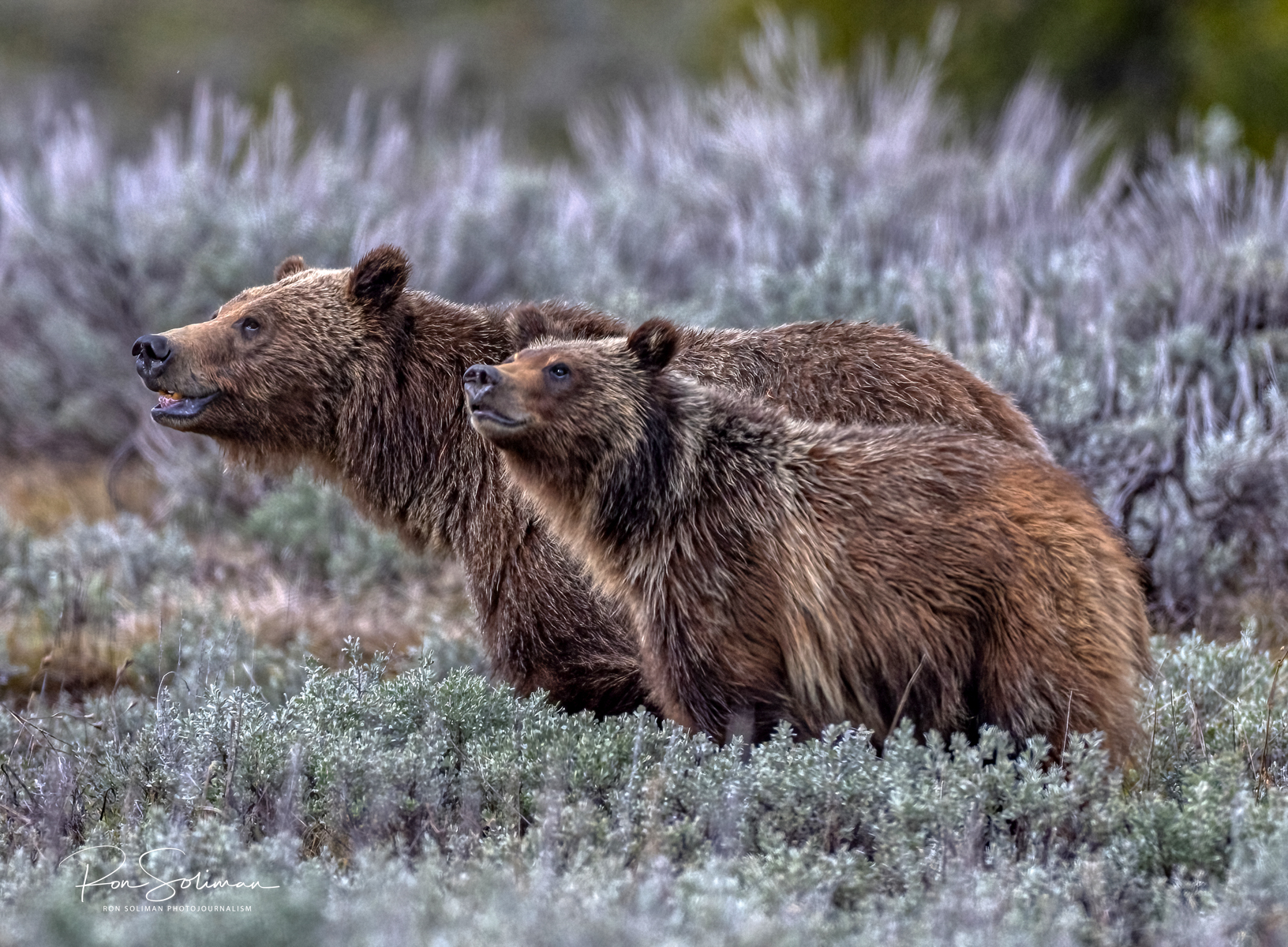 Best photos Grizzly Bear 399