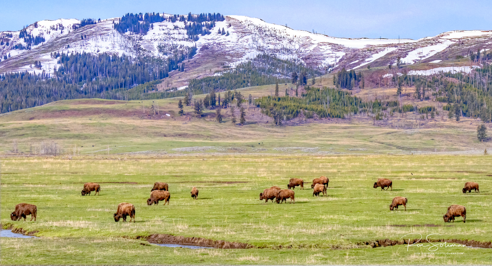 Lamar Valley Yellowstone National Park