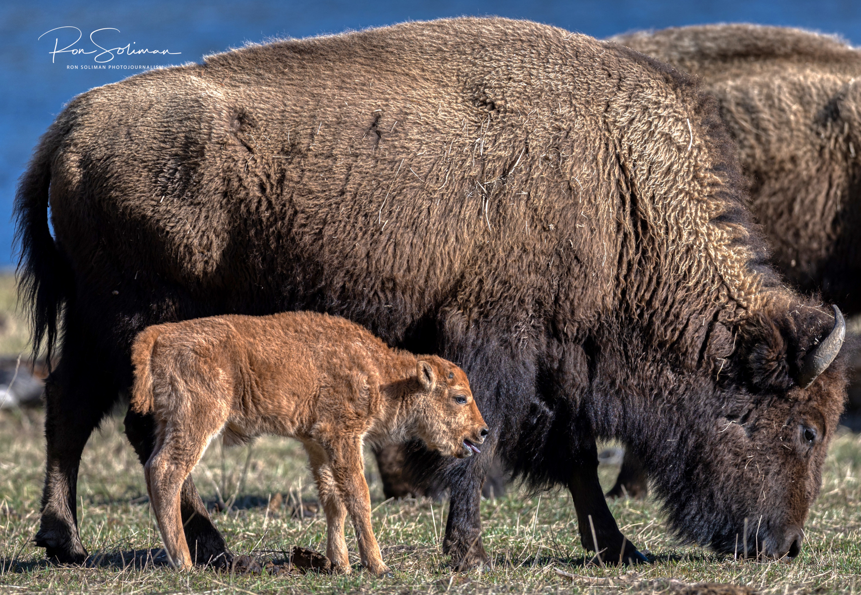 Lamar Valley Yellowstone National Park