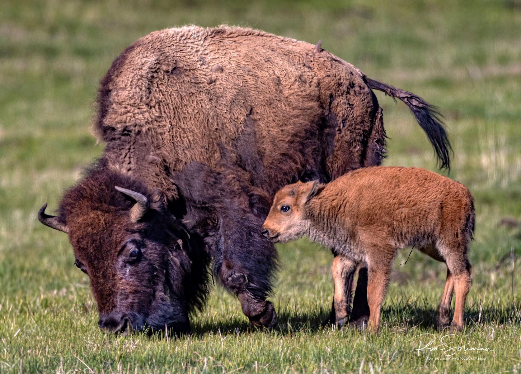 Lamar Valley Yellowstone National Park