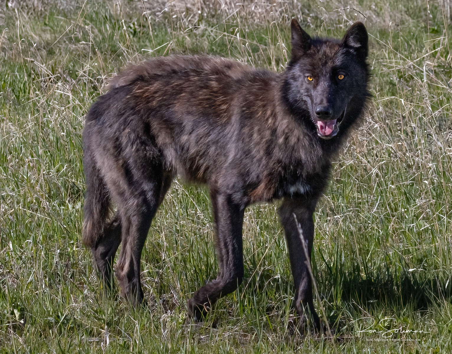 Black wolf Lamar Valley Yellowstone National Park