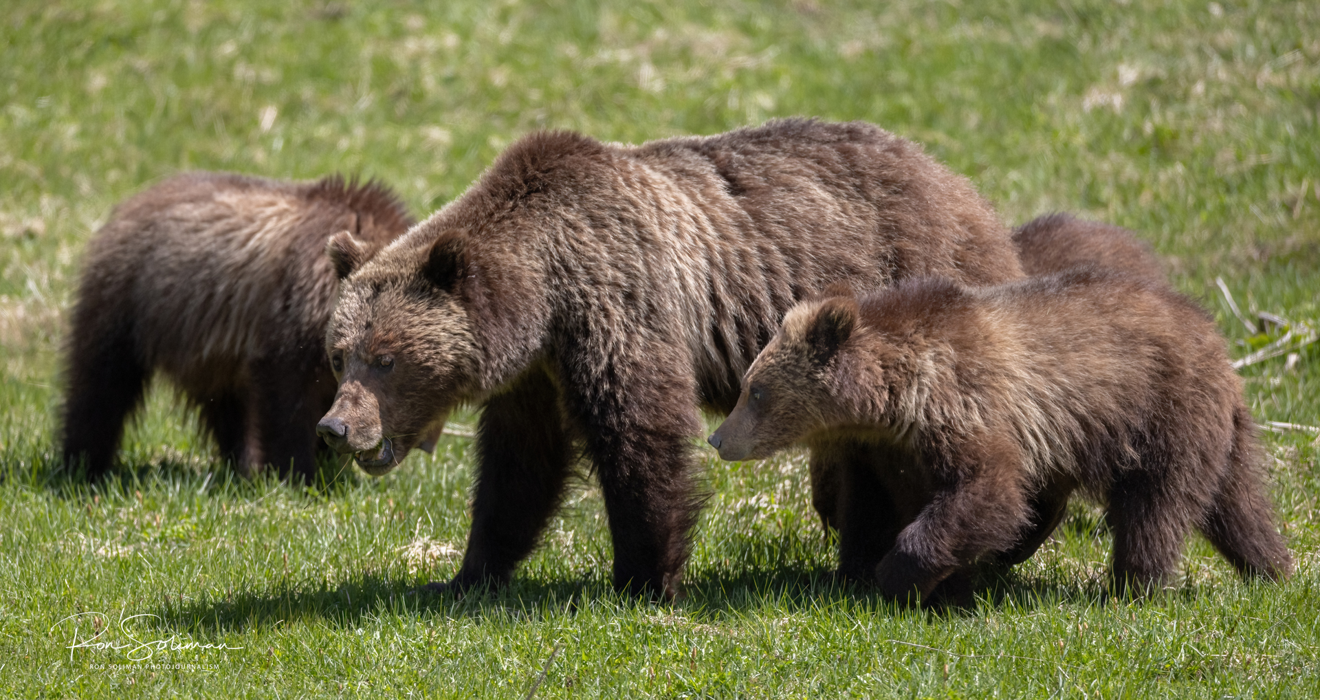 Grizzly Bear and her cubs at Yellowstone National Park