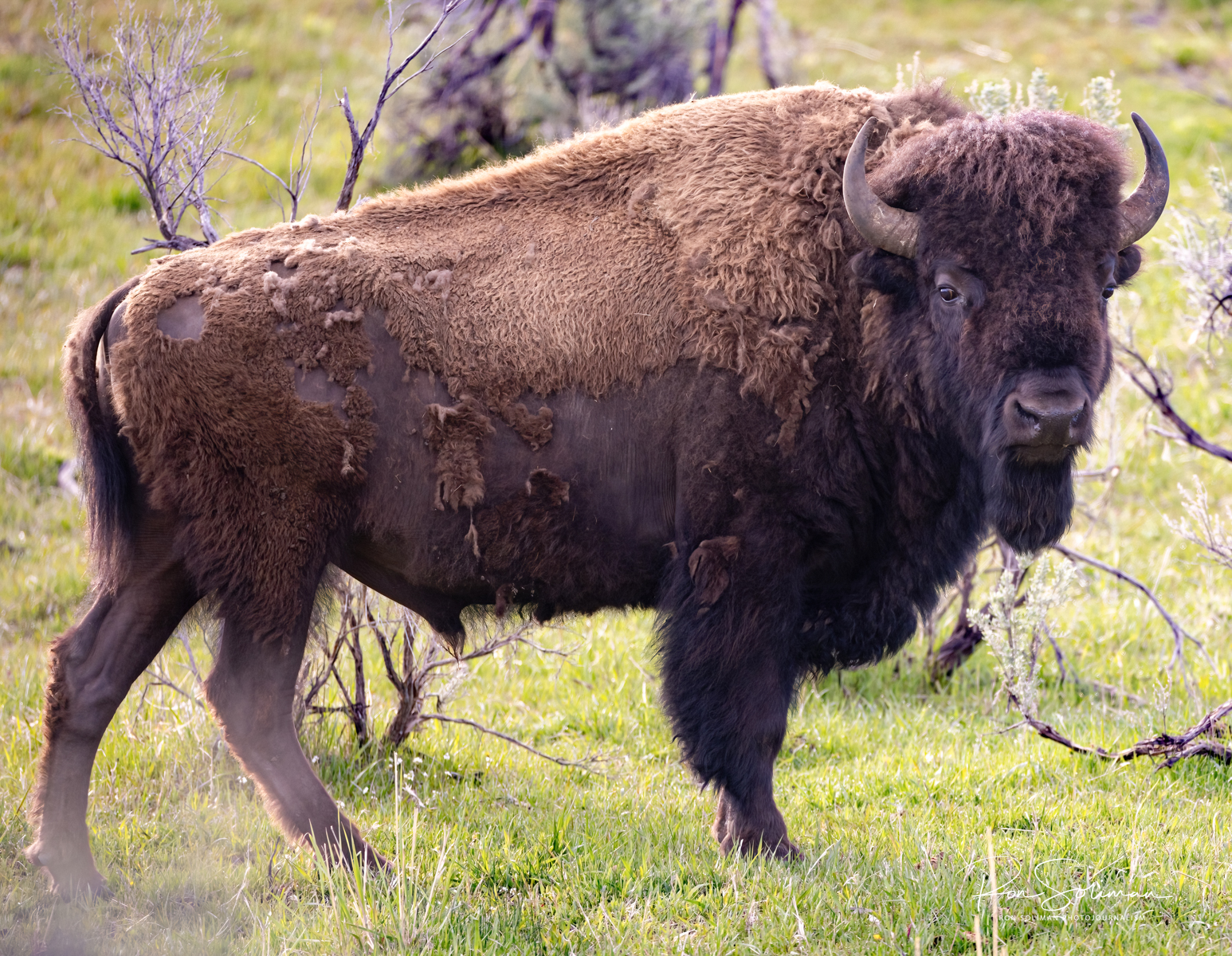 American bison in Yellowstone National Park