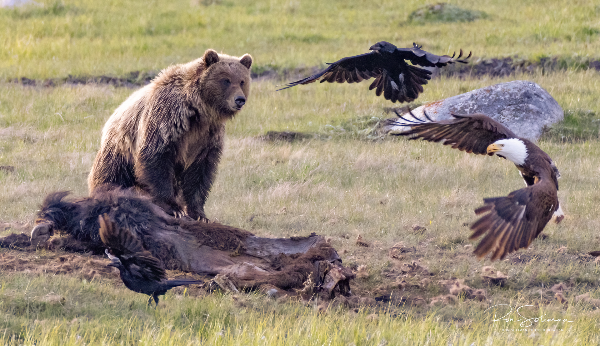 Grizzly Bear at Yellowstone National Park
