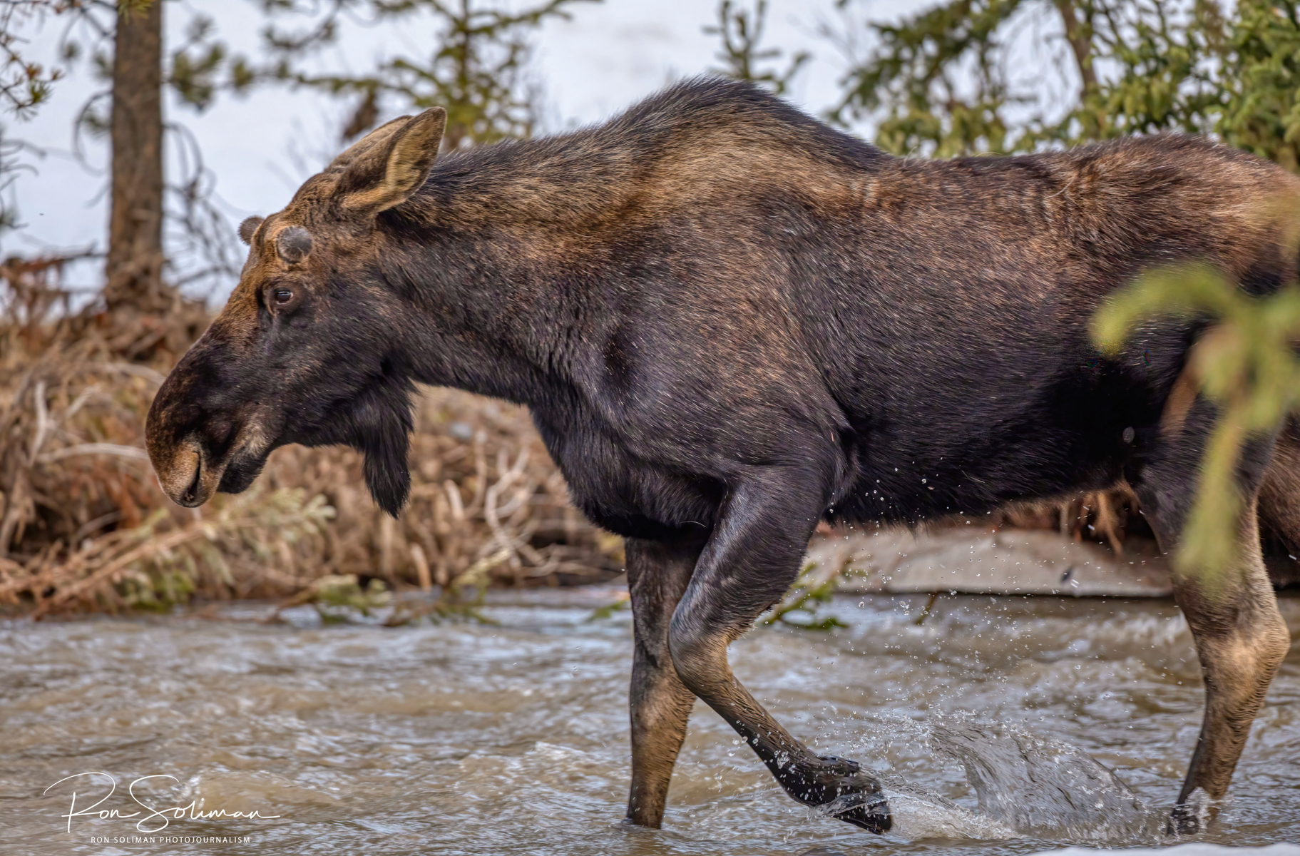 Moose in Yellowstone National Park