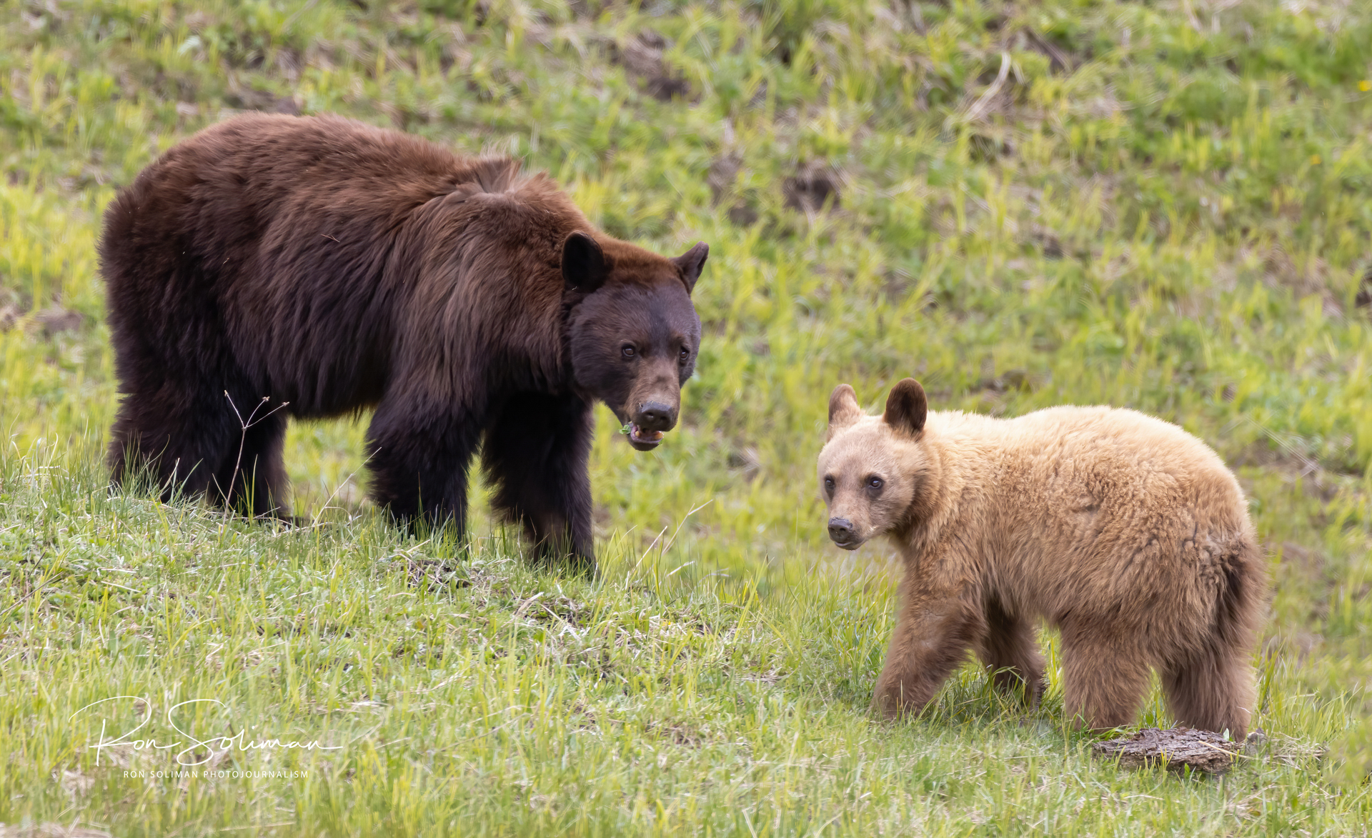 Black bear and her cub in Yellowstone National Park