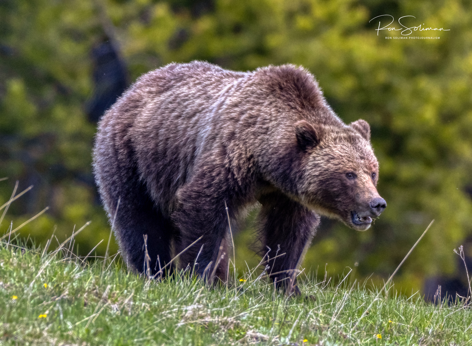 Grizzly bear in Yellowstone National Park