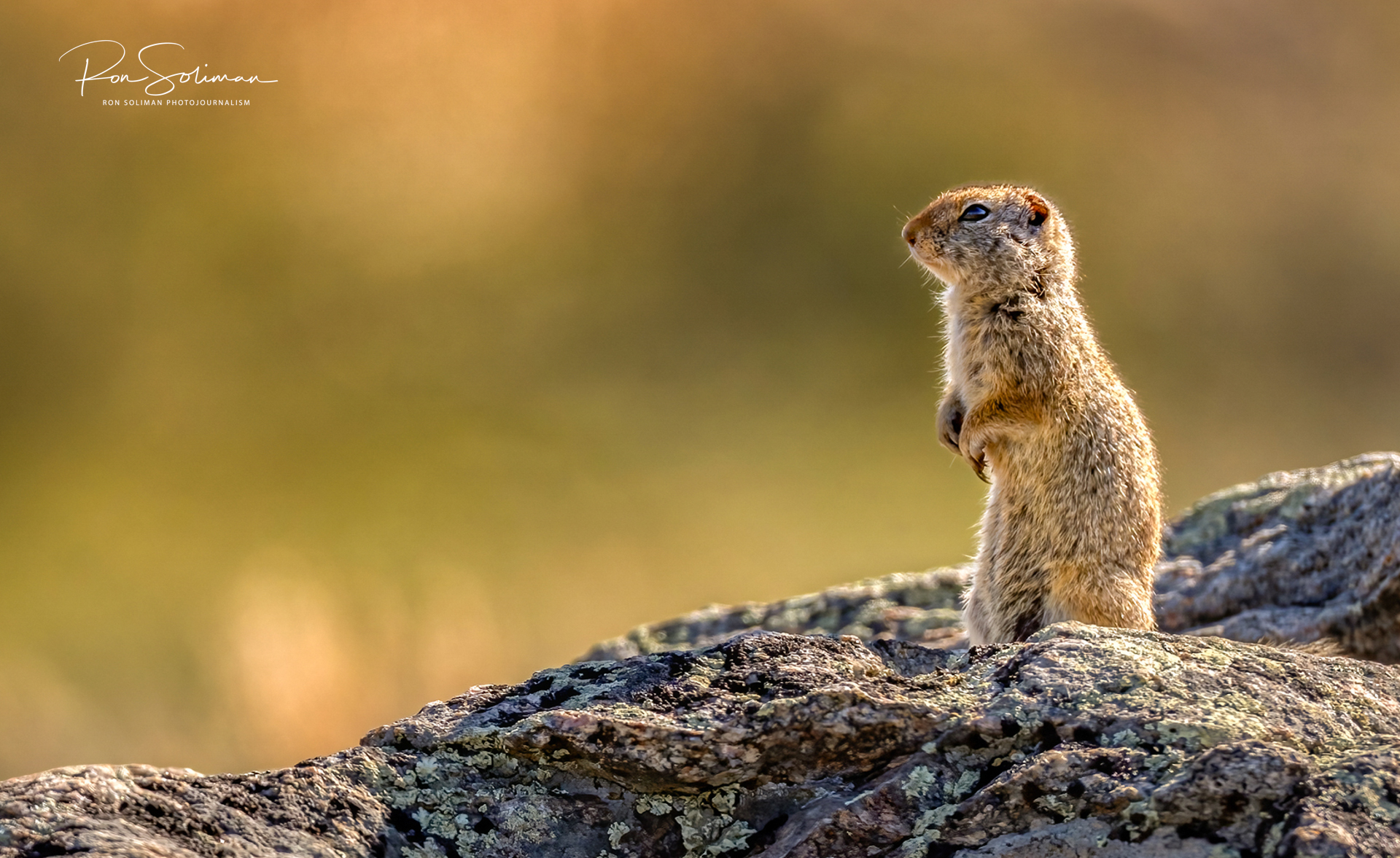 Yellowstone national park wildlife