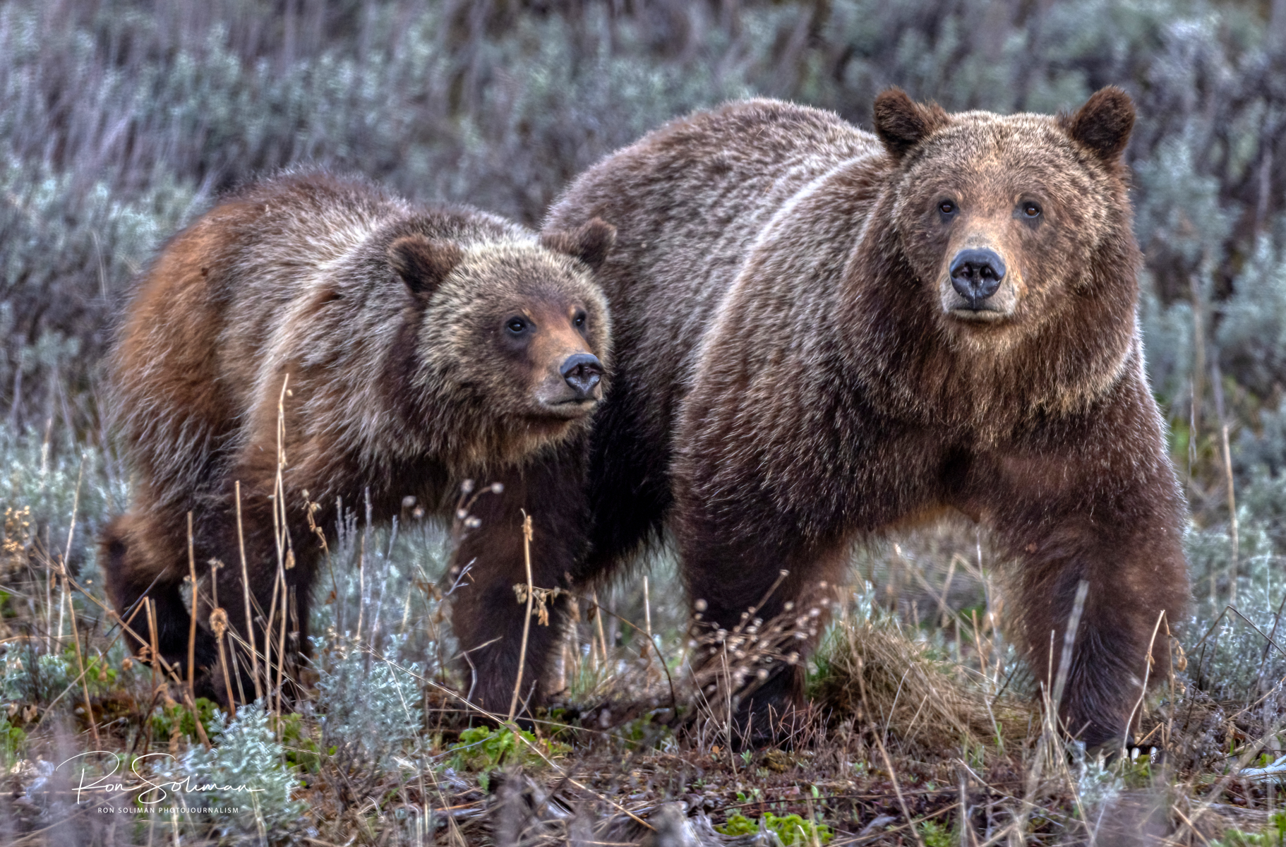 Best photos Grizzly Bear 399