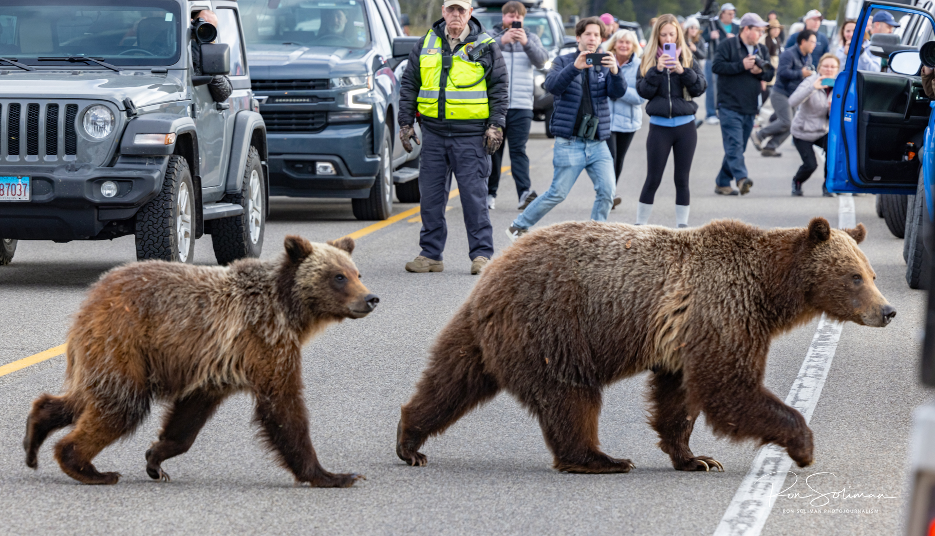 Best photos Grizzly Bear 399