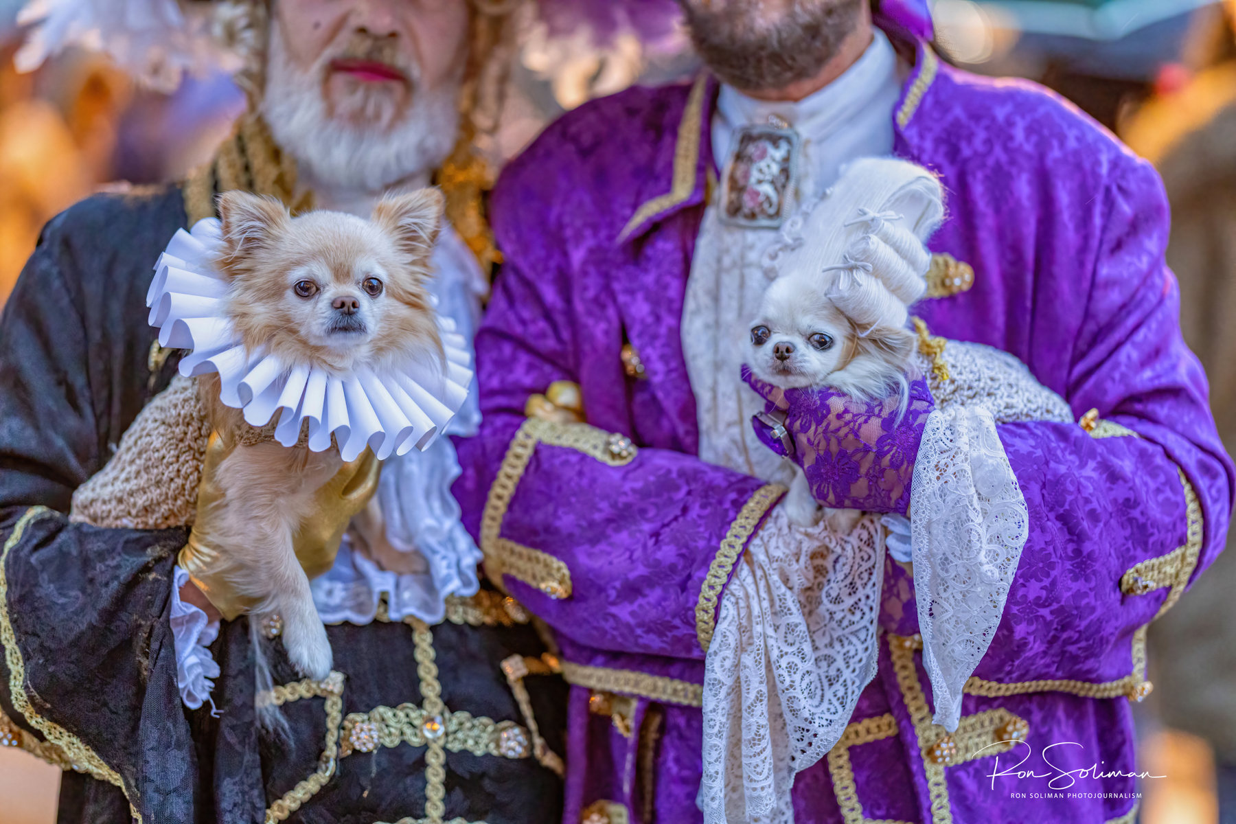 Best Venice Carnival mask photos Chihuahua