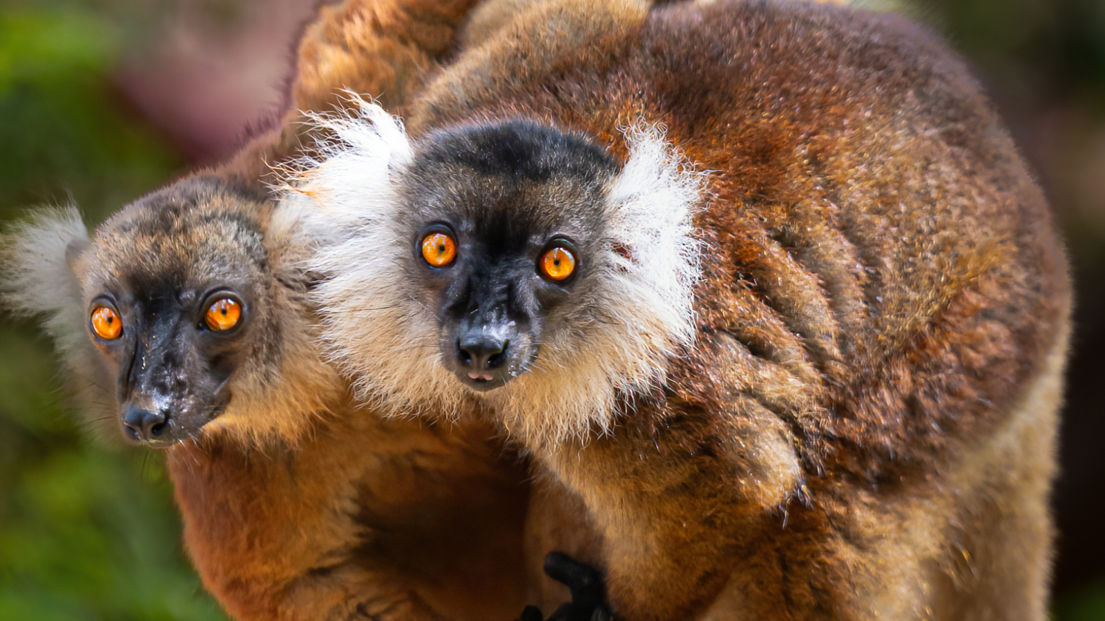 Best Madagascar Lemur Photos