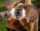 Best Madagascar Lemur Photos