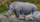 Wild South Africa Rhinos